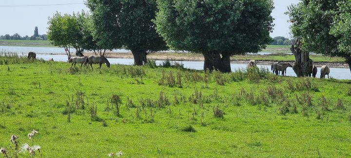 Heesseltsche Uiterwaarden - Paarden