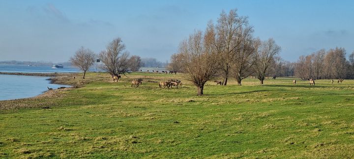 Heesseltsche Uiterwaarden